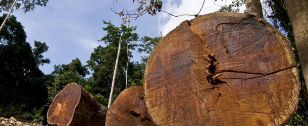 Soutenez le chef Raoni et luttez contre la déforestation en Amazonie