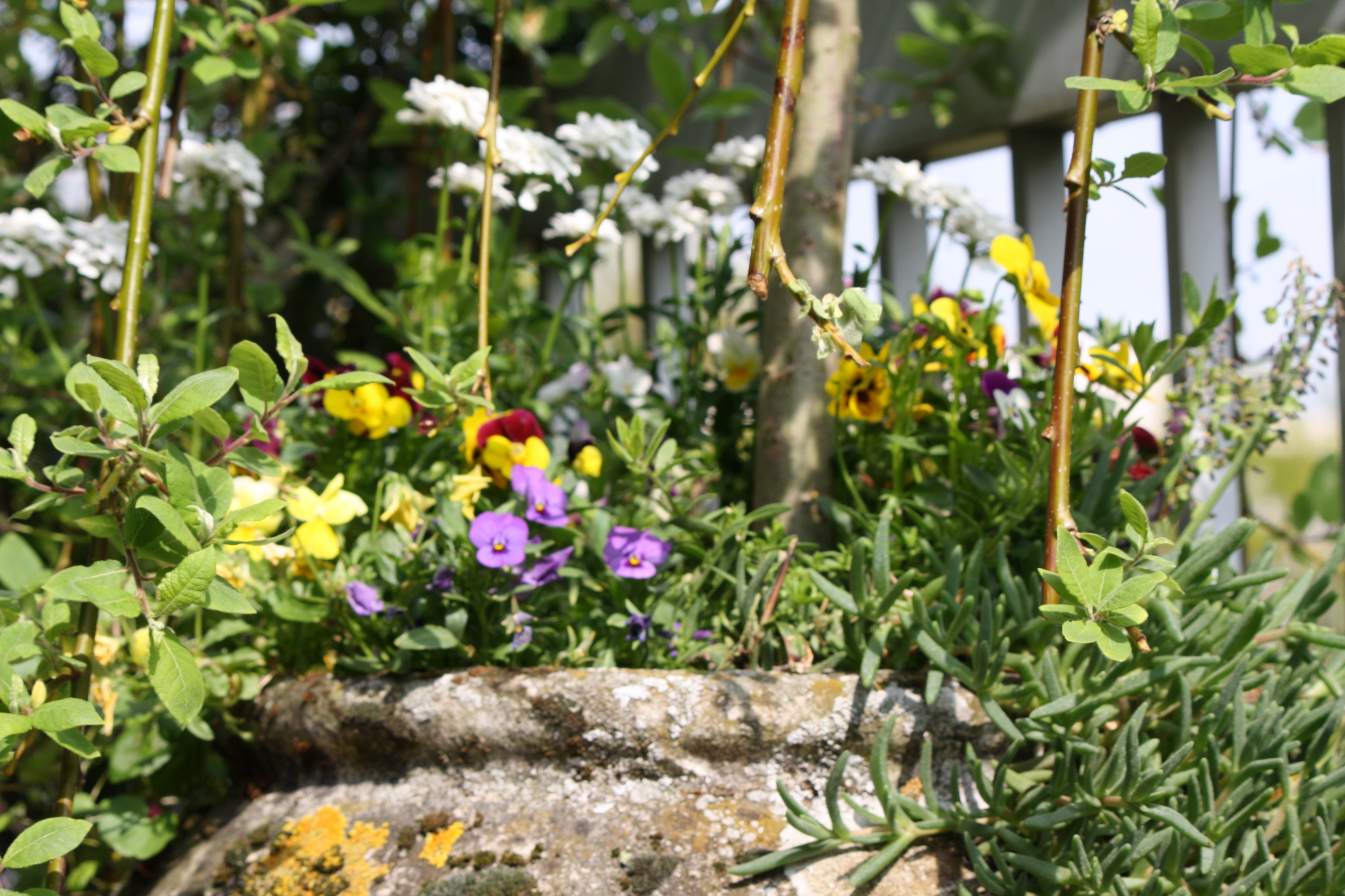 Biodiversité en ville